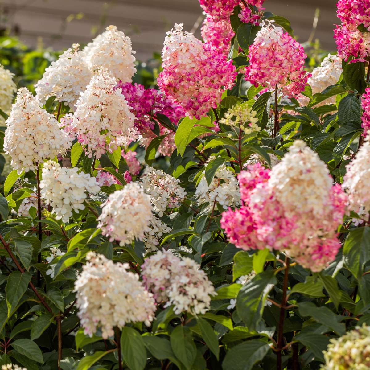 Hortensia - 3 pcs. - Hortensia paniculata - Height 25-35cm - ⌀9cm