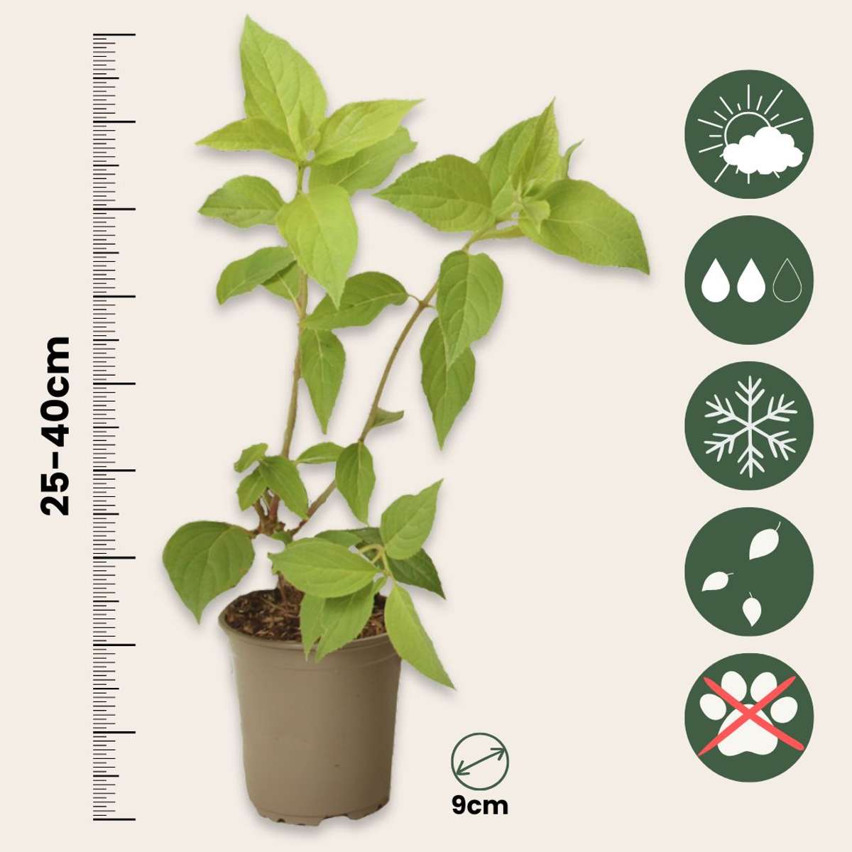 Hortensia - 3 pcs. - Hydrangea paniculata 'Silver Dollar' - H25-40cm - ⌀9cm