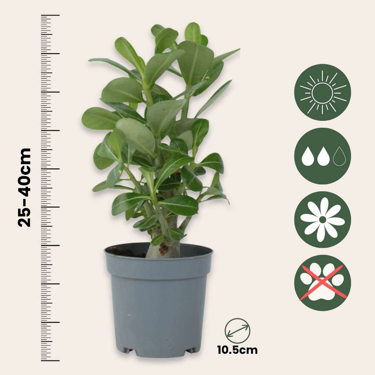 Desert rose - 2 pcs. - Adenium obesum - Height 25-40cm - ⌀10,5cm