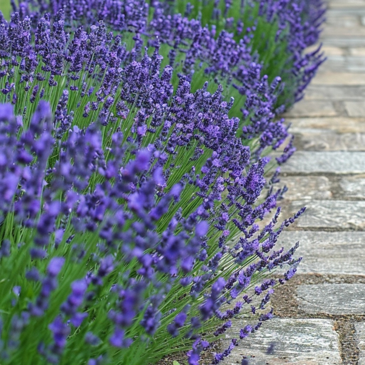 Lavender - 36 pcs. - Lavandula angustifolia - Height 10-15cm - ⌀10,5cm
