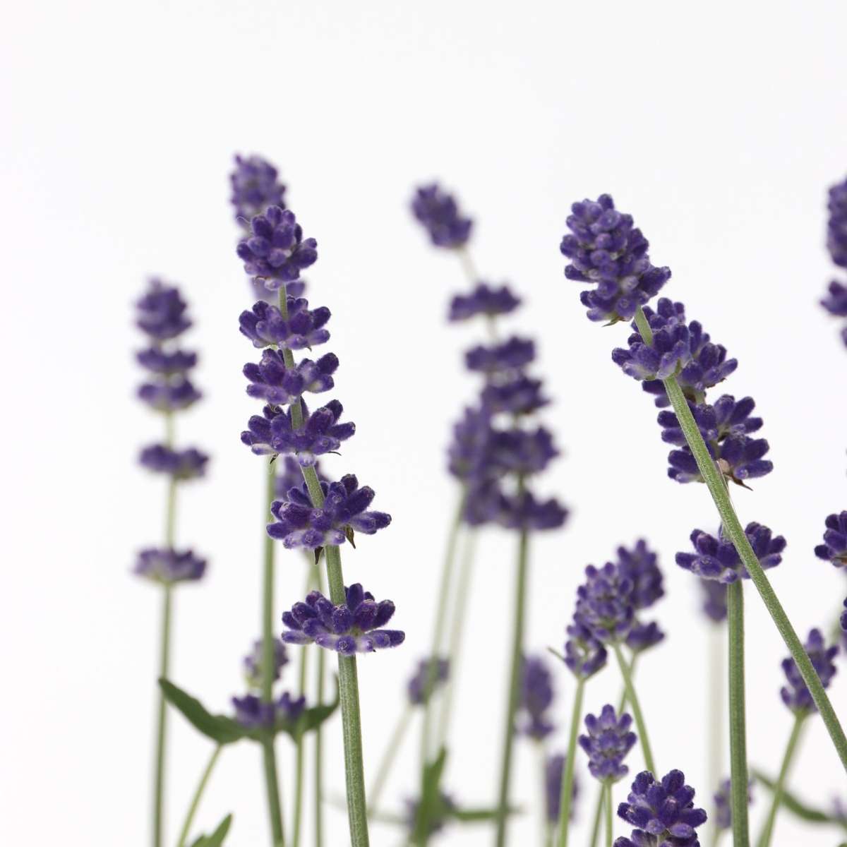 Lavender - 6 pcs. - Lavandula angustifolia - Height 10-15cm - ⌀10,5cm