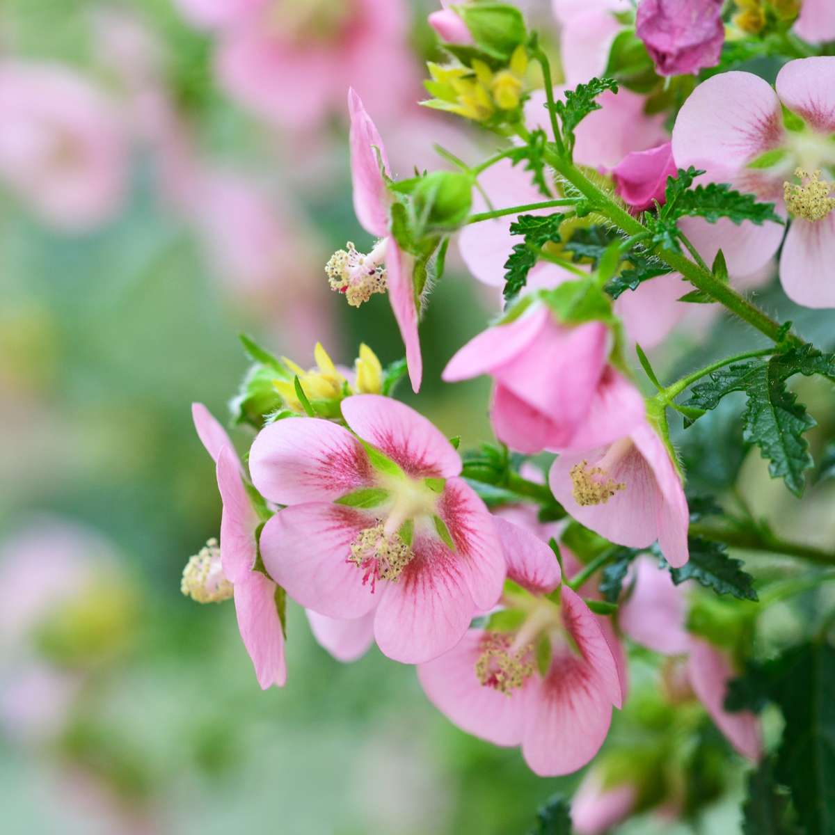 African mallow - 3 pcs. - Anisodontea capensis 'El Rayo' - Height 25-40cm - ⌀9cm