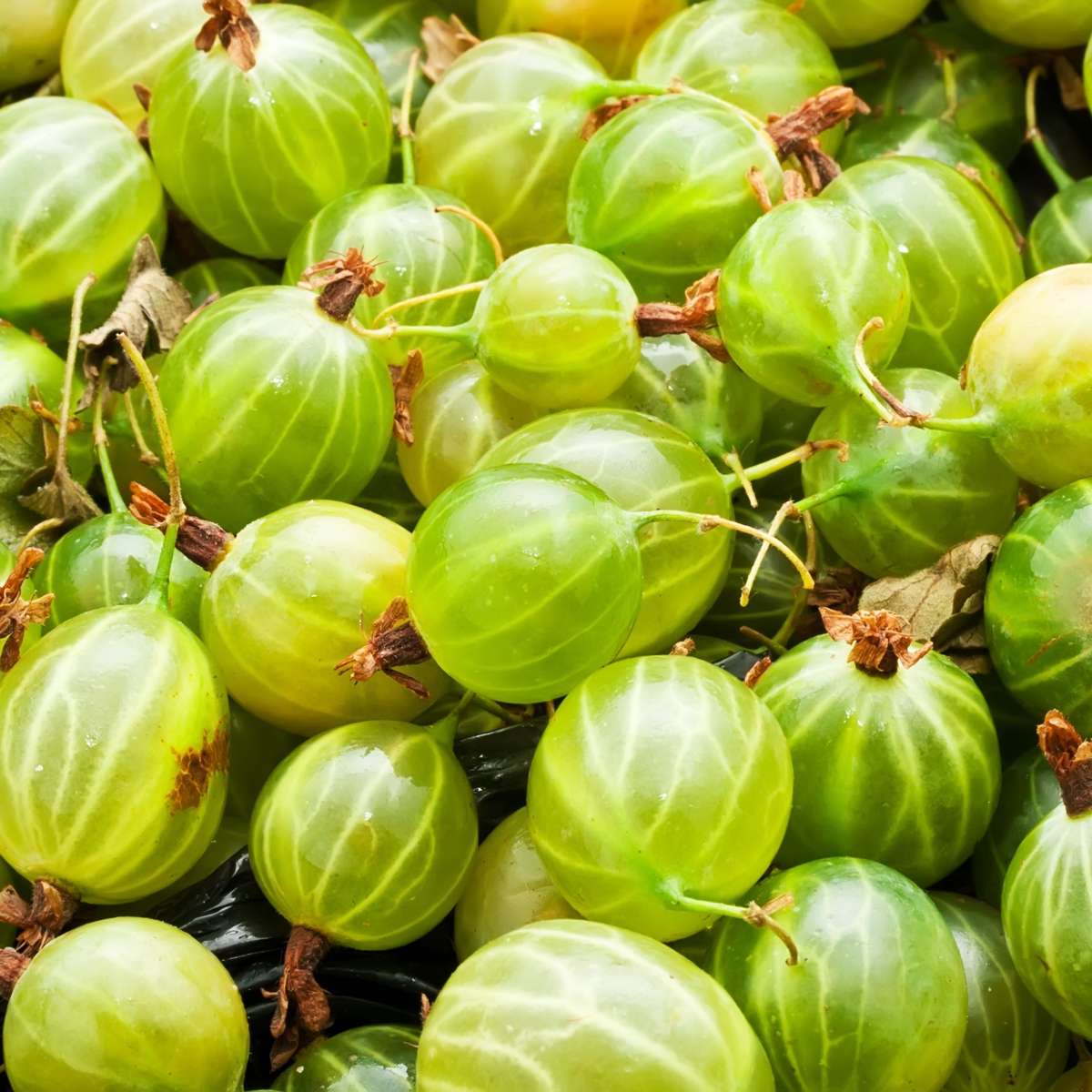 European Gooseberry - 3 pcs - Ribes uva- crispa - Height 25-40cm - ⌀9cm