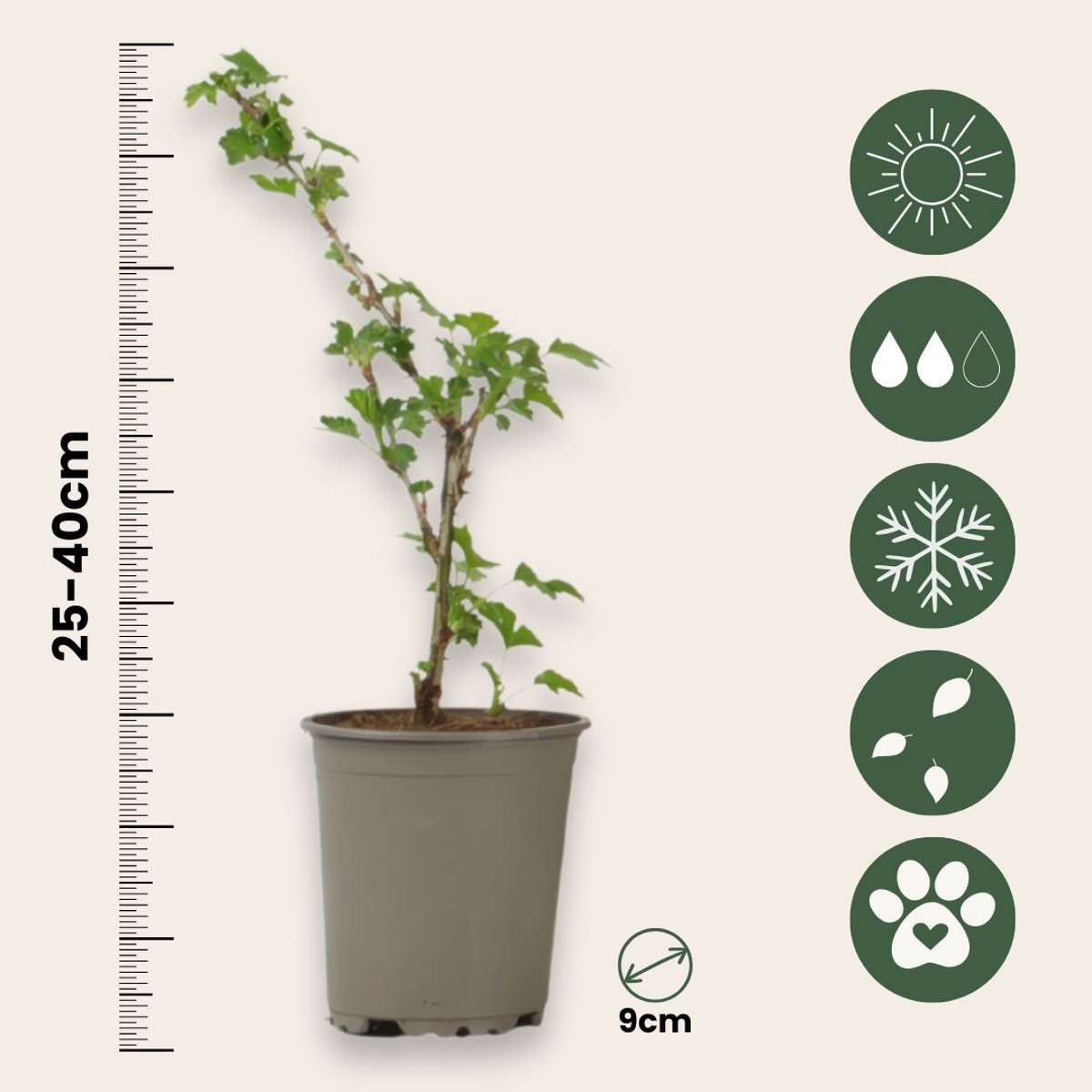 European Gooseberry - 3 pcs - Ribes uva- crispa - Height 25-40cm - ⌀9cm