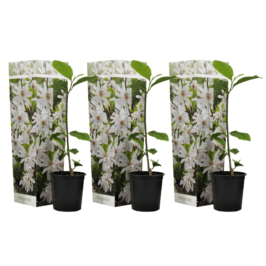 Magnolias - 3 pcs. - Magnolia 'Stellata' - Height 25-40cm - ⌀9cm