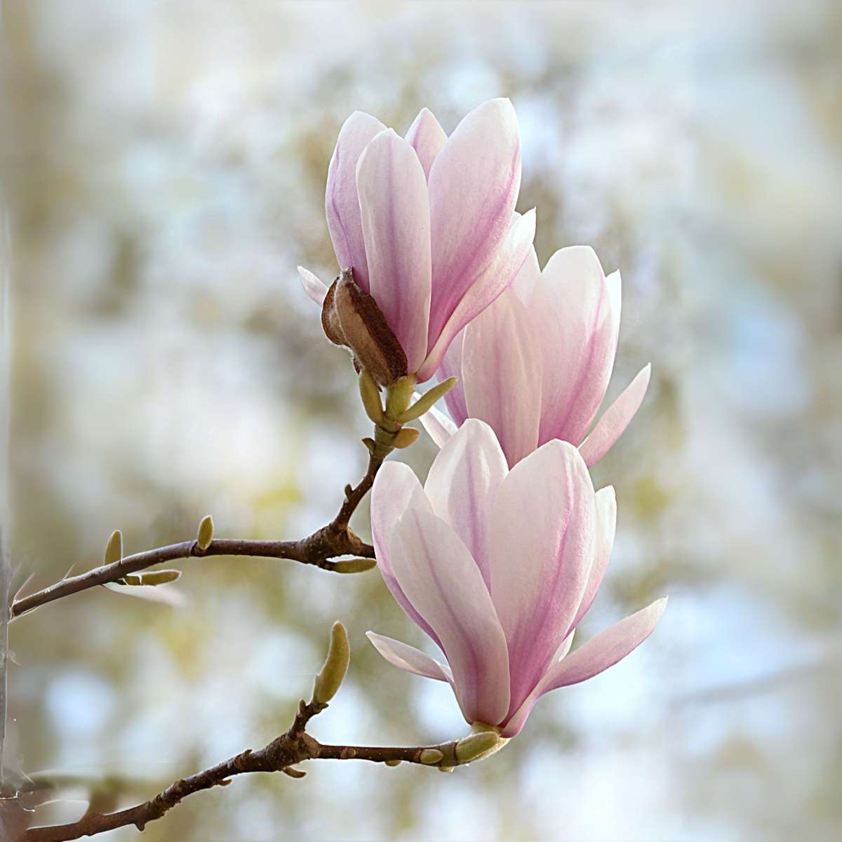 Magnolias - 3 pcs. - Magnolia 'Soulangea' - Height 25-40cm - ⌀9cm