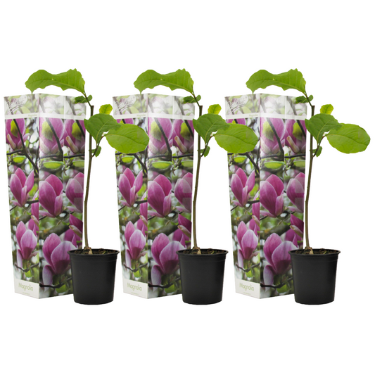 Magnolias - 3 pcs. - Magnolia 'Susan' - Height 25-40cm - ⌀9cm