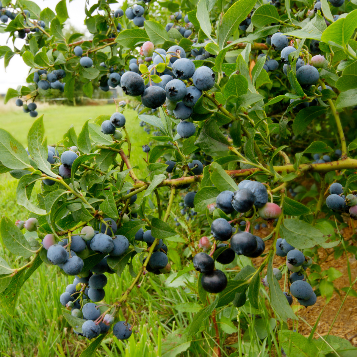 Blueberry - 3 pcs. - Vaccinium corymbosum 'Sunshine Blue' - H25-40cm - ⌀9cm