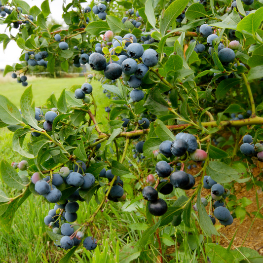 Blueberry - 3 pcs. - Vaccinium corymbosum 'Sunshine Blue' - H25-40cm - ⌀9cm