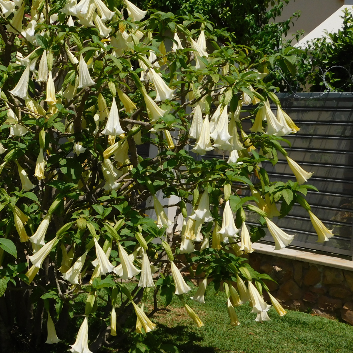 Angel's Trumpets - 3 pcs. - Brugmansia - Height 25-40cm - ⌀9cm