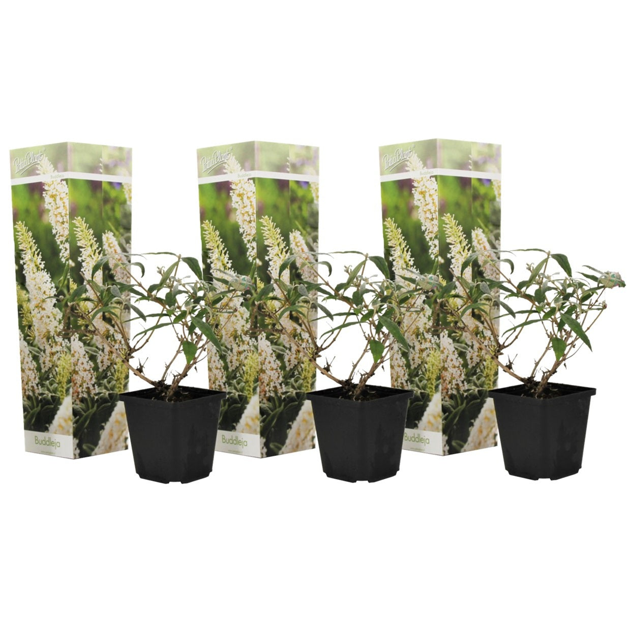 Summer lilac - 3 pcs. - Buddleja davidii 'White Profusion' - H25-40cm - ⌀9cm