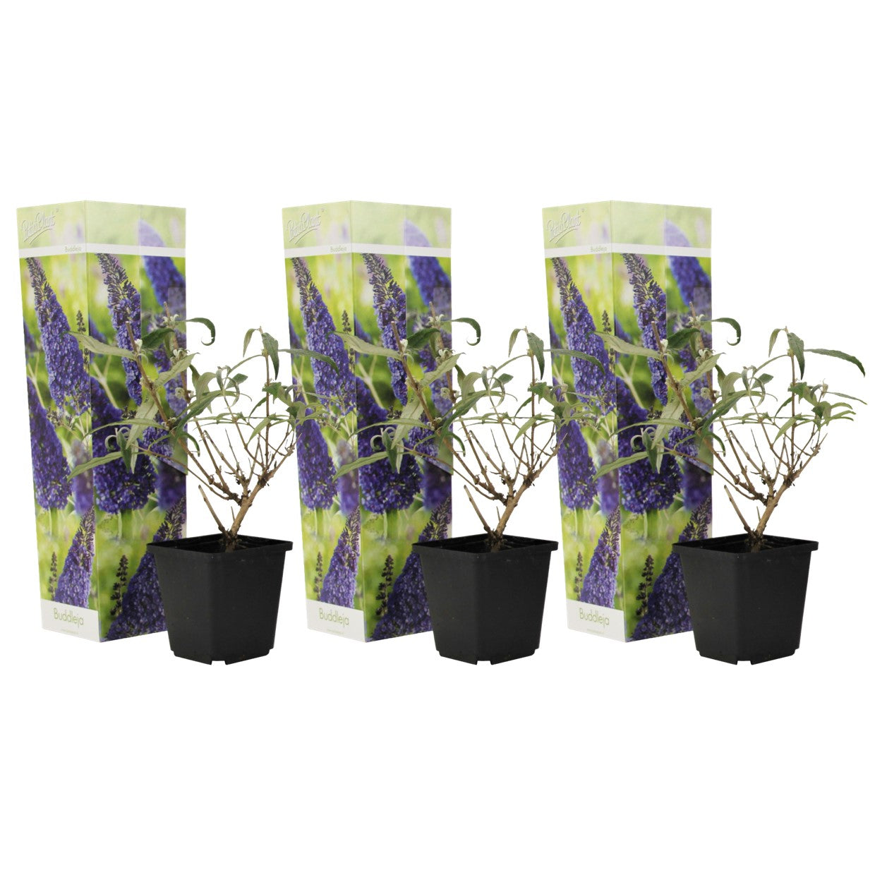 Summer lilac - 3 pcs. - Buddleja davidii 'Nanho Blue' - Height 25-40cm - ⌀9cm