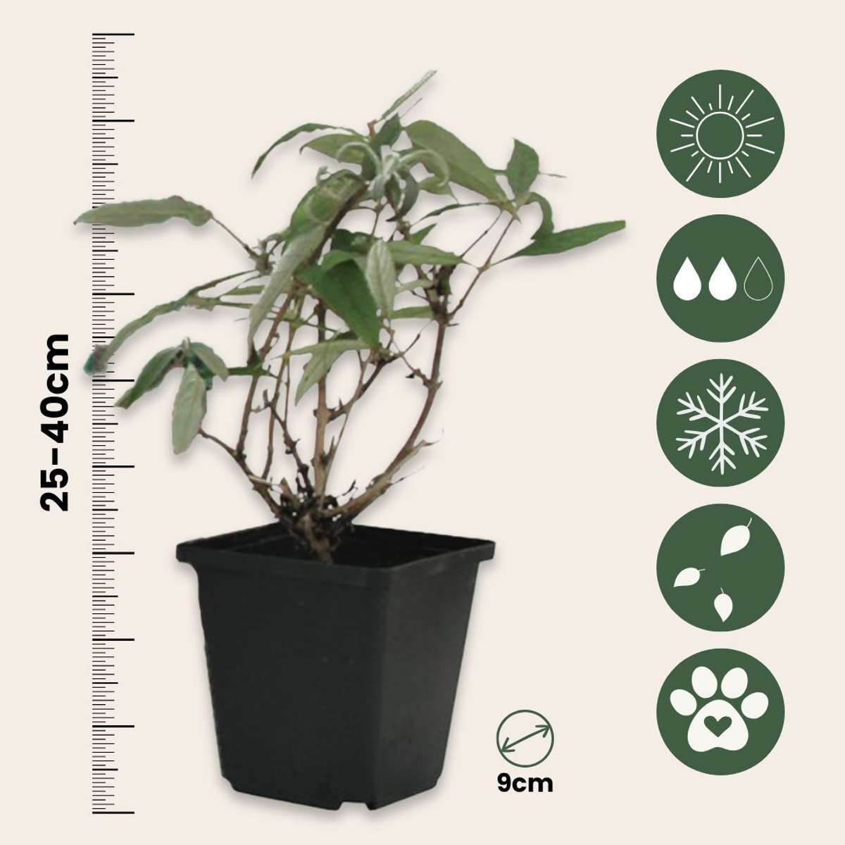 Summer lilac - 3 pcs. - Buddleja davidii 'Nanho Blue' - Height 25-40cm - ⌀9cm