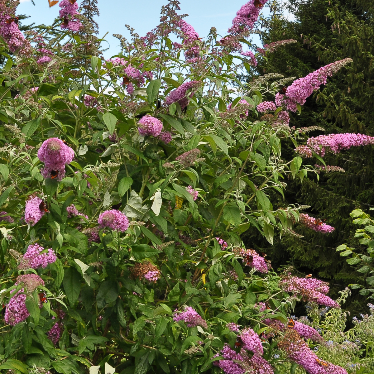 Summer lilac - 3 pcs. - Buddleja davidii 'Pink Delight' - Height 25-40cm - ⌀9cm