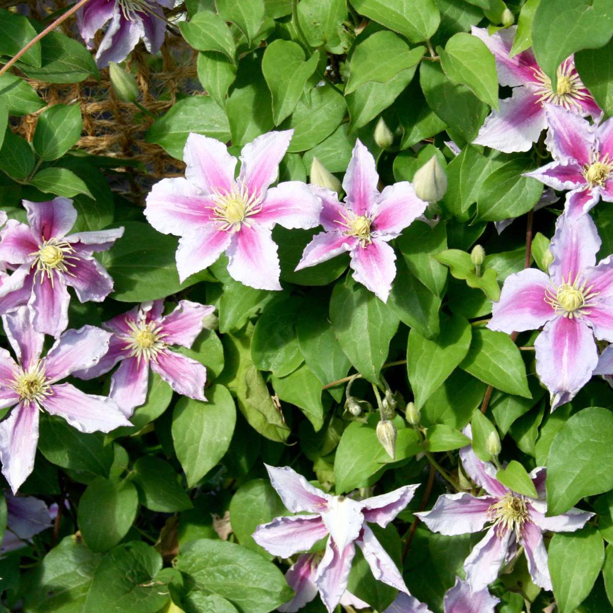 Leather flower - 6 pcs. - Clematis hybrid - Height 25-40cm - ⌀9cm