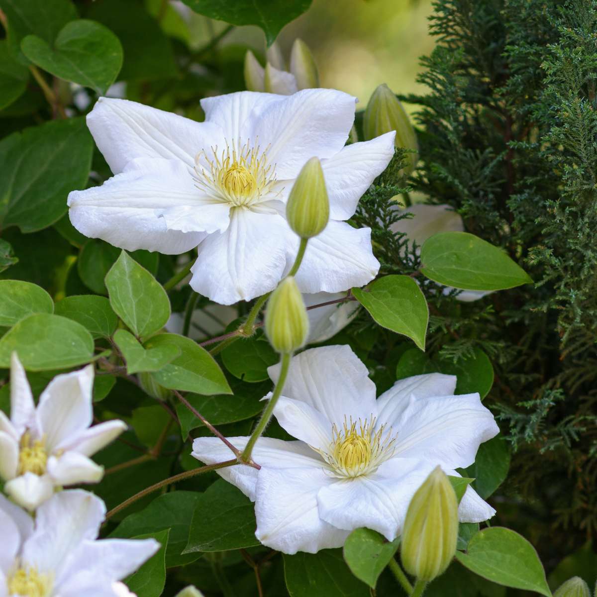 Leather flower - 3 pcs. - Clematis 'Mme Le Coultre' - Height 25-40cm - ⌀9cm