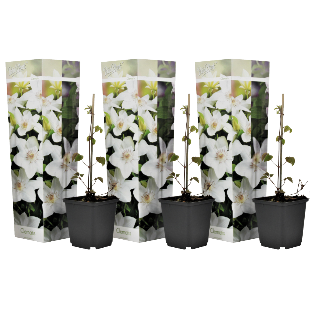 Leather flower - 3 pcs. - Clematis 'Mme Le Coultre' - Height 25-40cm - ⌀9cm