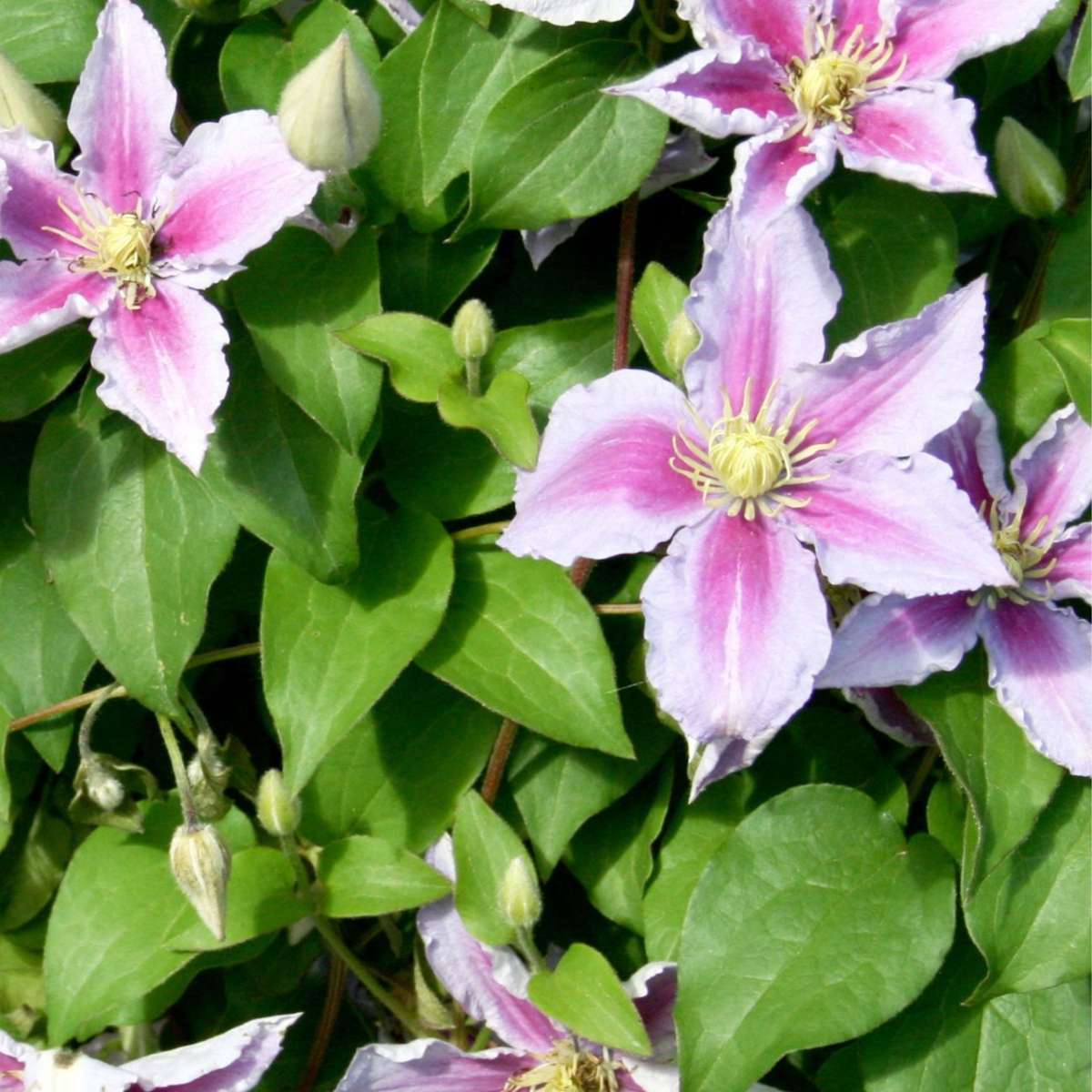 Leather flower - 3 pcs. - Clematis 'Hagley Hybrid' - Height 25-40cm - ⌀9cm