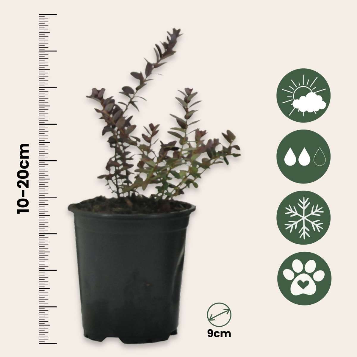 Cranberry - 3 pcs. - Vaccinium macrocarpon 'Cranberry' - Height 10-20cm - ⌀9cm
