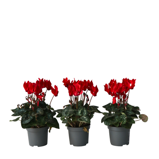 Cyclamen - 3 pcs. - Cyclamen persicum 'Winfall Scarlet' - Height 10-20cm - ⌀9cm