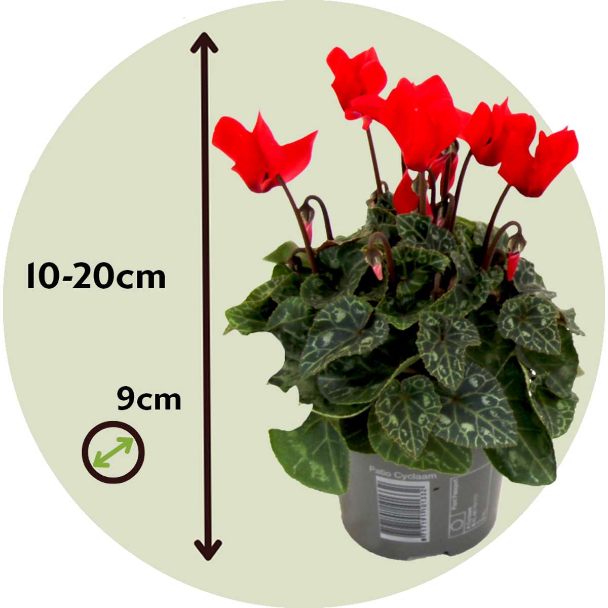 Cyclamen - 3 pcs. - Cyclamen persicum 'Winfall Scarlet' - Height 10-20cm - ⌀9cm