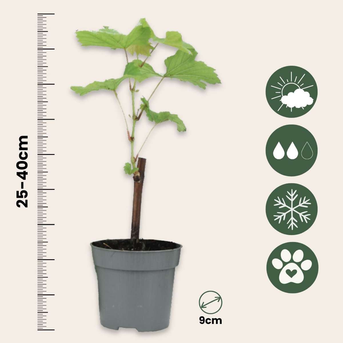 Common grape vine - 6 pcs. - Vitis vinifera - Height 25-40cm - ⌀9cm
