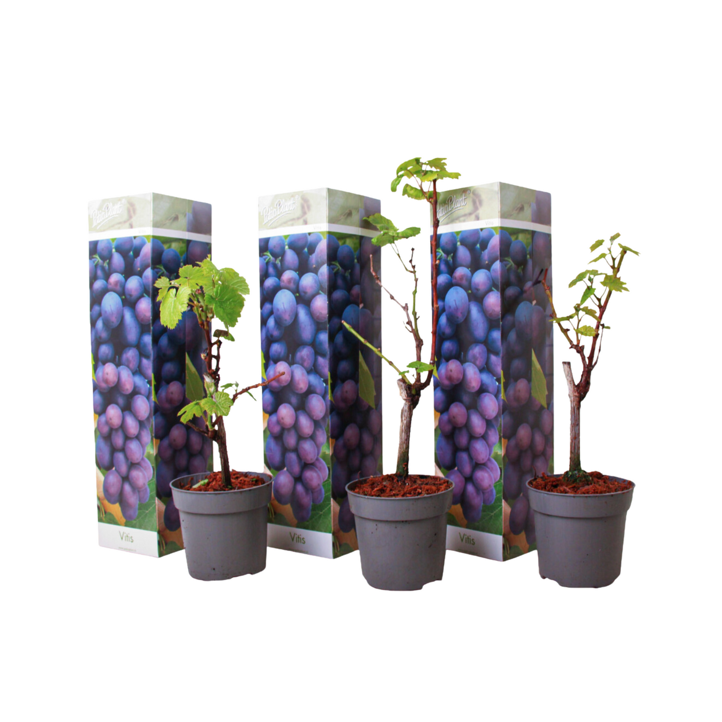 Common grape vine - 3 pcs. - Vitis vinifera 'Cabernet franc' - H25-40cm - ⌀9cm