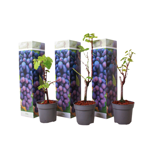 Common grape vine - 3 pcs. - Vitis vinifera 'Cabernet franc' - H25-40cm - ⌀9cm