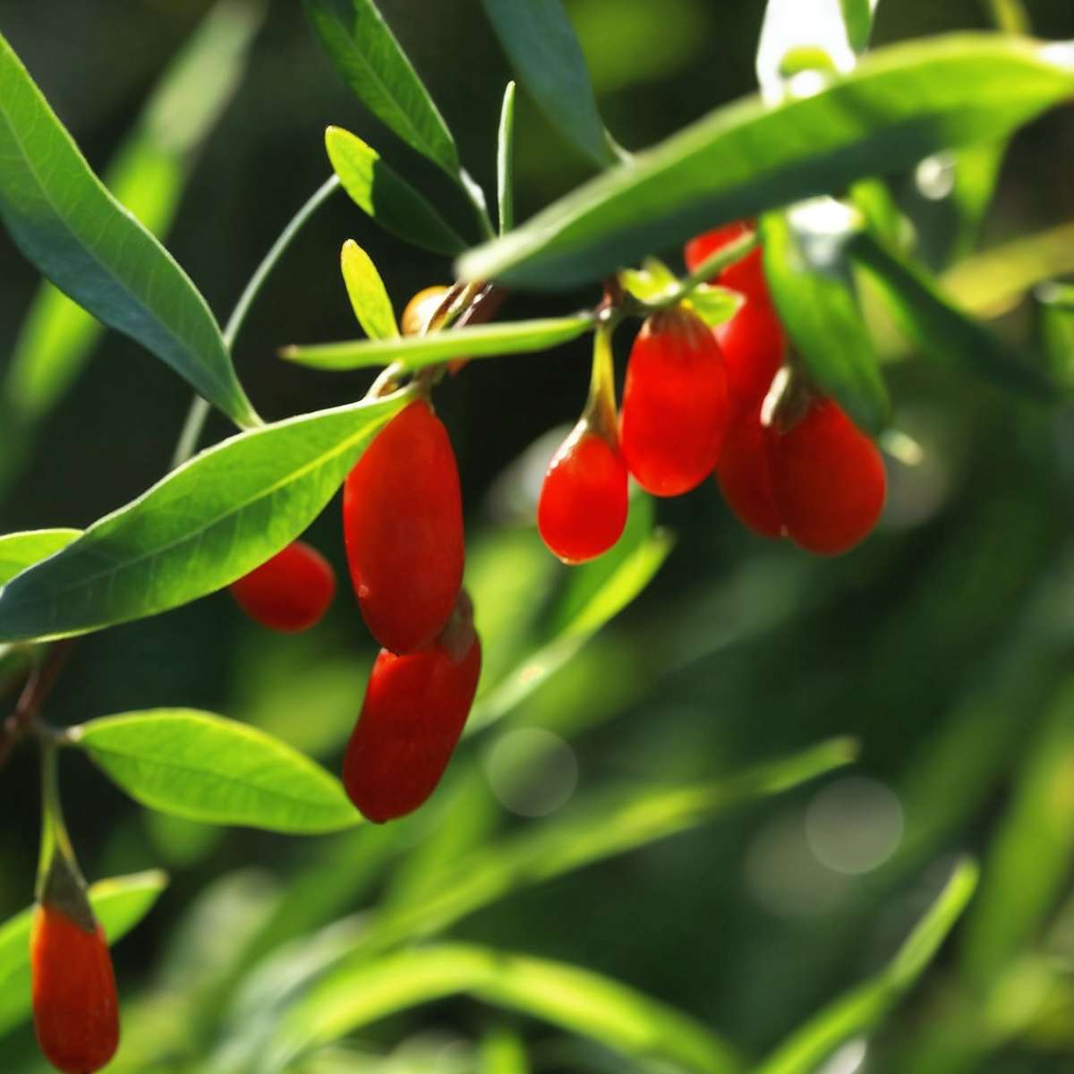 Goji berries - 3 pcs. - Lycium barbarum - Height 25-40cm - ⌀9cm