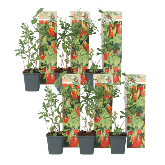 Goji berries - 6 pcs. - Lycium barbarum - Height 25-40cm - ⌀9cm