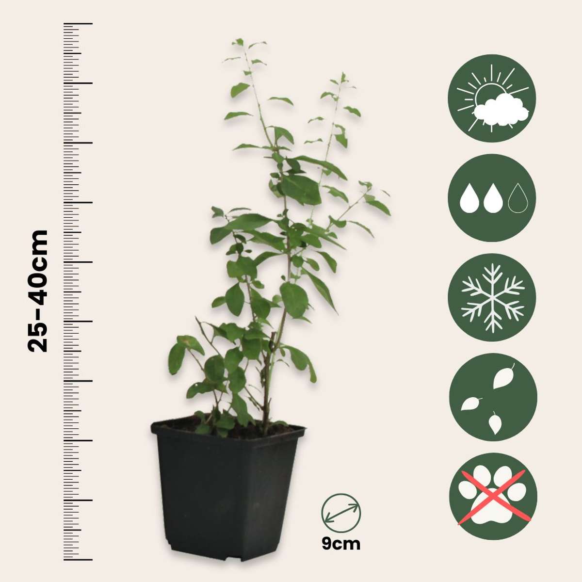 Goji berries - 6 pcs. - Lycium barbarum - Height 25-40cm - ⌀9cm