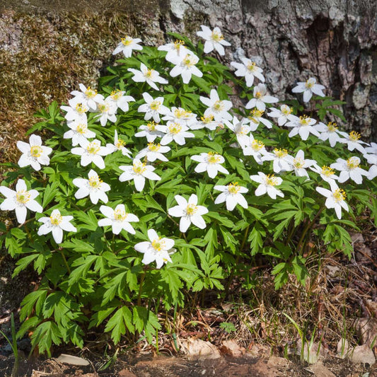 Christmas Rose - 3 pcs. - Helleborus niger 'Mont Blanc' - Height 20-30cm - ⌀12cm
