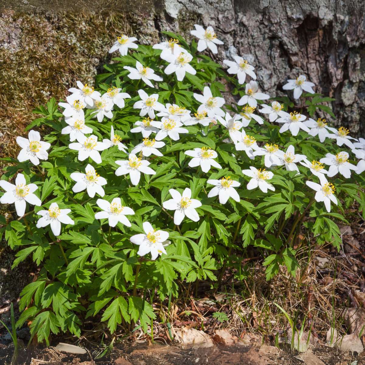 Christmas Rose - 6 pcs. - Helleborus niger 'Mont Blanc' - Height 20-30cm - ⌀12cm