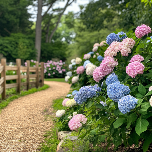 Hortensia - 6 pcs. - Hydrangea macrophylla - Height 25-40cm - ⌀10,5cm