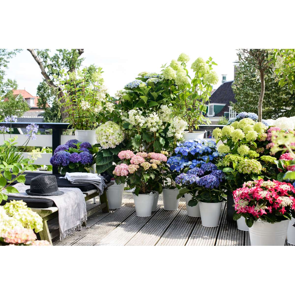 Hortensia - 6 pcs. - Hydrangea macrophylla - Height 25-40cm - ⌀10,5cm