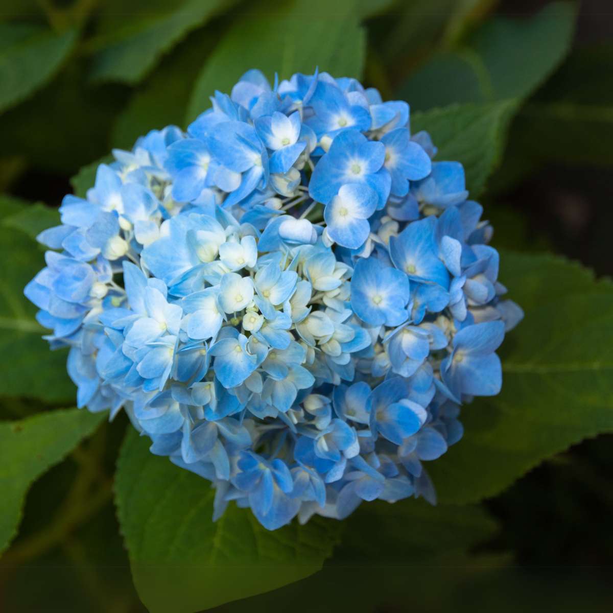 Hortensia - 6 pcs. - Hydrangea macrophylla 'Early Blue' - Height 25-40cm - ⌀9cm