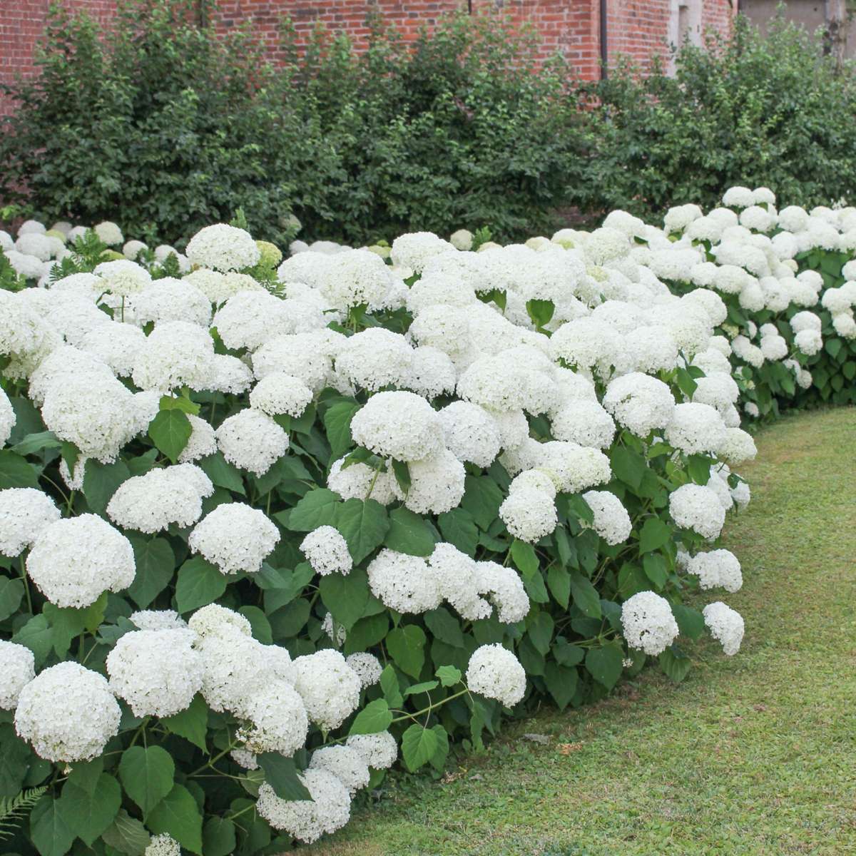 Hortensia - 3 pcs. - Hydrangea macrophylla 'Wudu' - Height 25-40cm - ⌀9cm