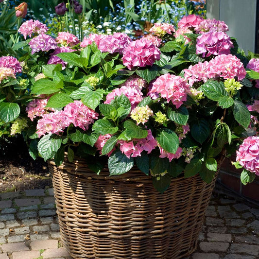 Hortensia - 3 pcs. - Hydrangea macrophylla 'Early Pink' - Height 25-40cm - ⌀9cm