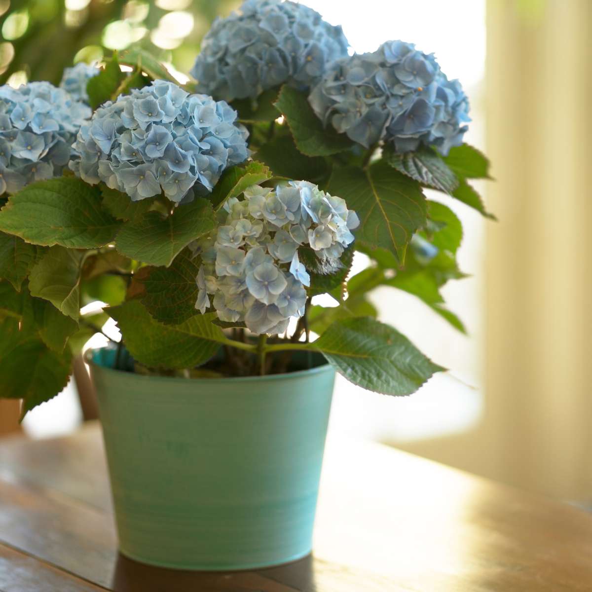 Hortensia - 6 pcs. - Hydrangea macrophylla teller 'Nizza' - H25-40cm - ⌀9cm