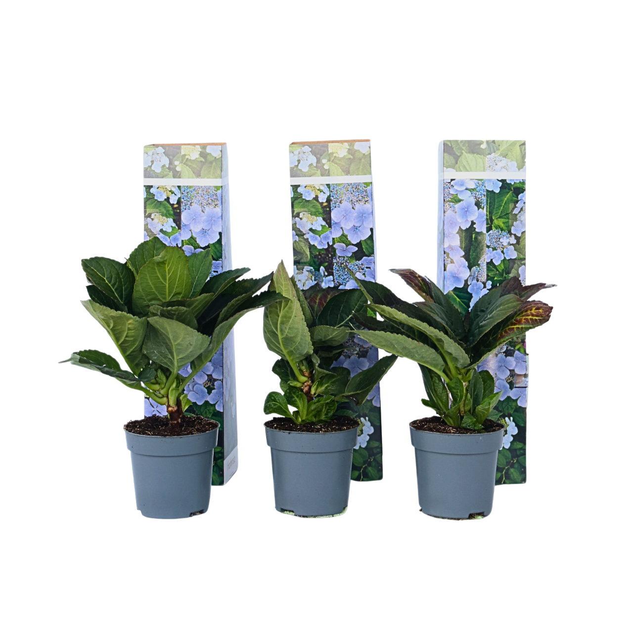 Hortensia - 3 pcs. - Hydrangea macrophylla teller 'Nizza' - H25-40cm - ⌀9cm