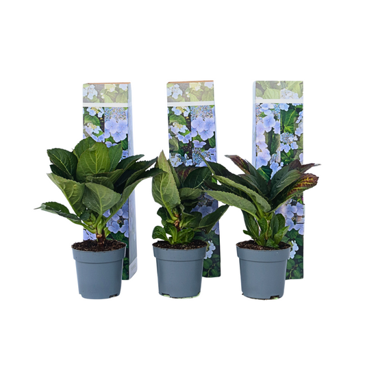 Hortensia - 6 pcs. - Hydrangea macrophylla teller 'Nizza' - H25-40cm - ⌀9cm
