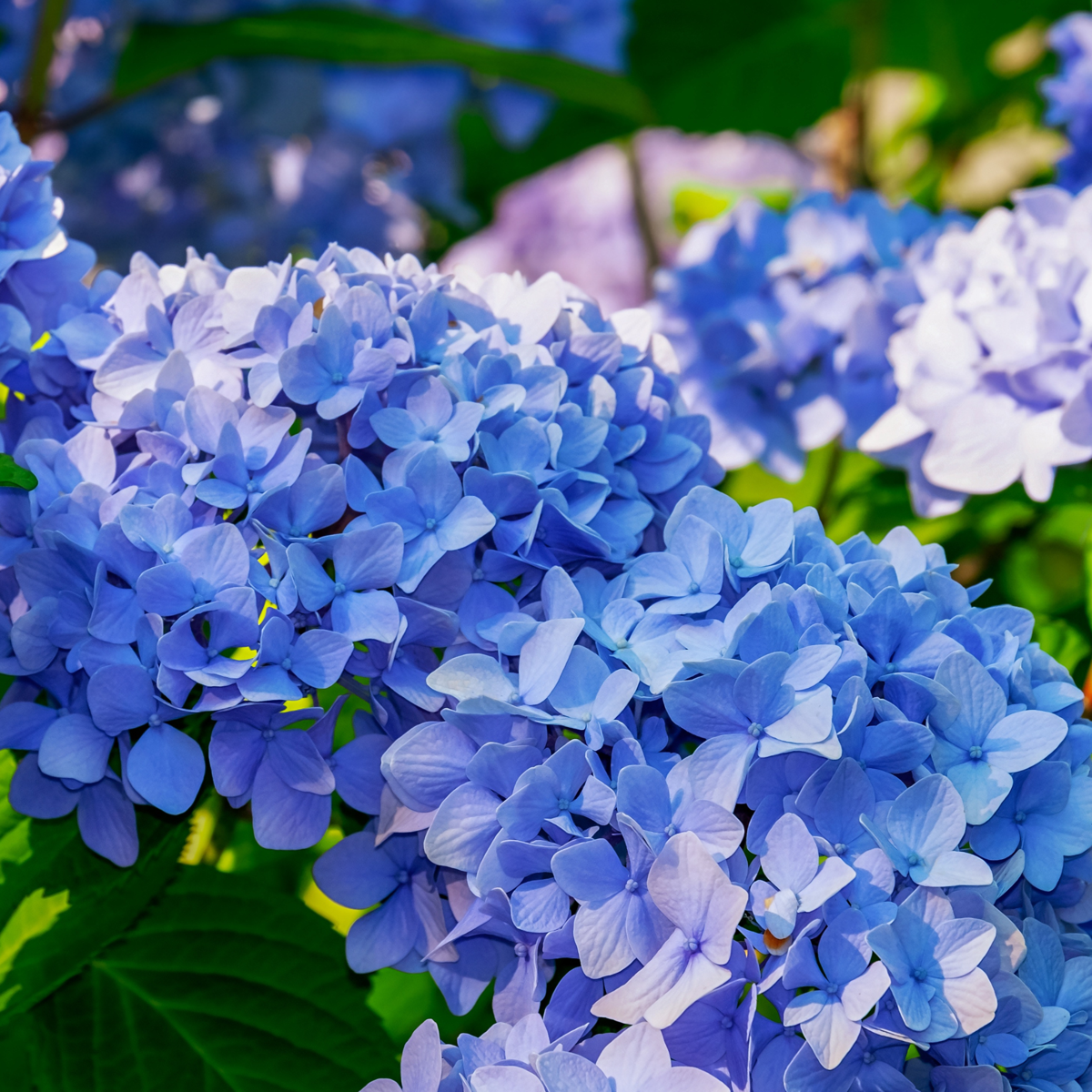 Hortensia - 3 pcs. - Hydrangea macrophylla teller 'Nizza' - H25-40cm - ⌀9cm