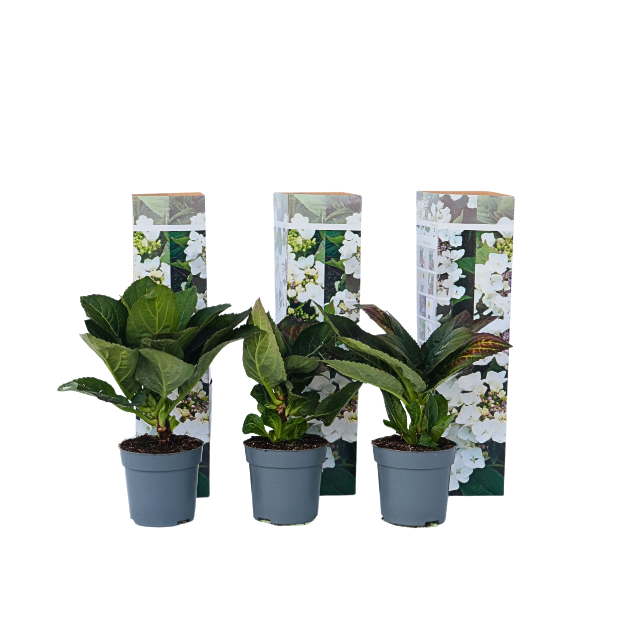 Hortensia - 6 pcs. - Hydrangea macrophylla teller 'Benxi' - H25-40cm - ⌀9cm