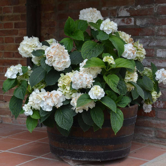 Hortensia - 6 pcs. - Hydrangea macrophylla teller 'Benxi' - H25-40cm - ⌀9cm