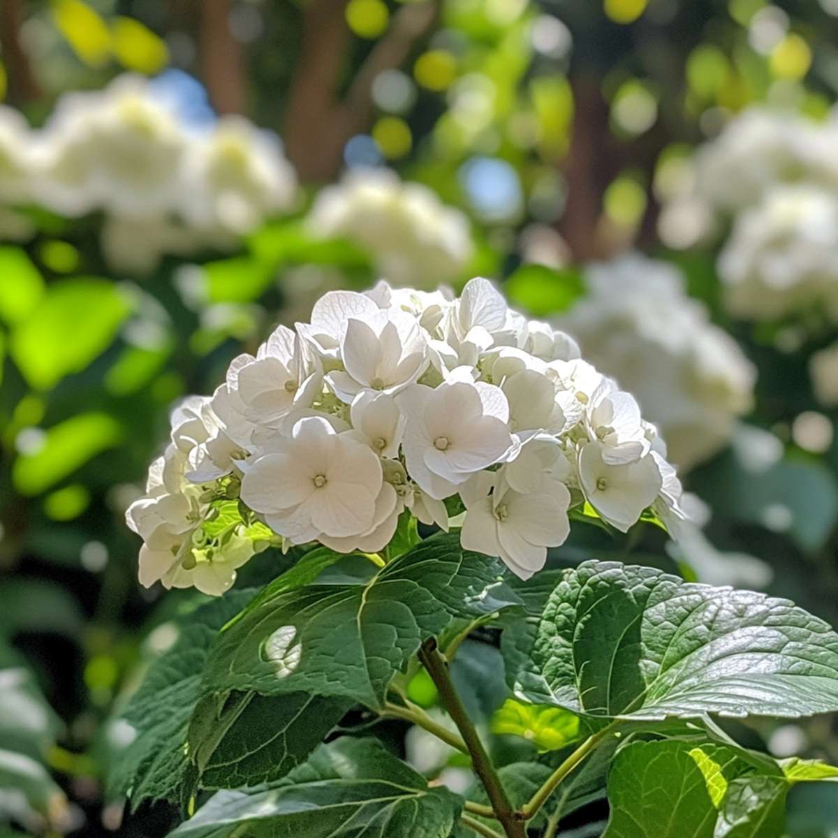 Hortensia - 6 pcs. - Hydrangea macrophylla teller 'Benxi' - H25-40cm - ⌀9cm