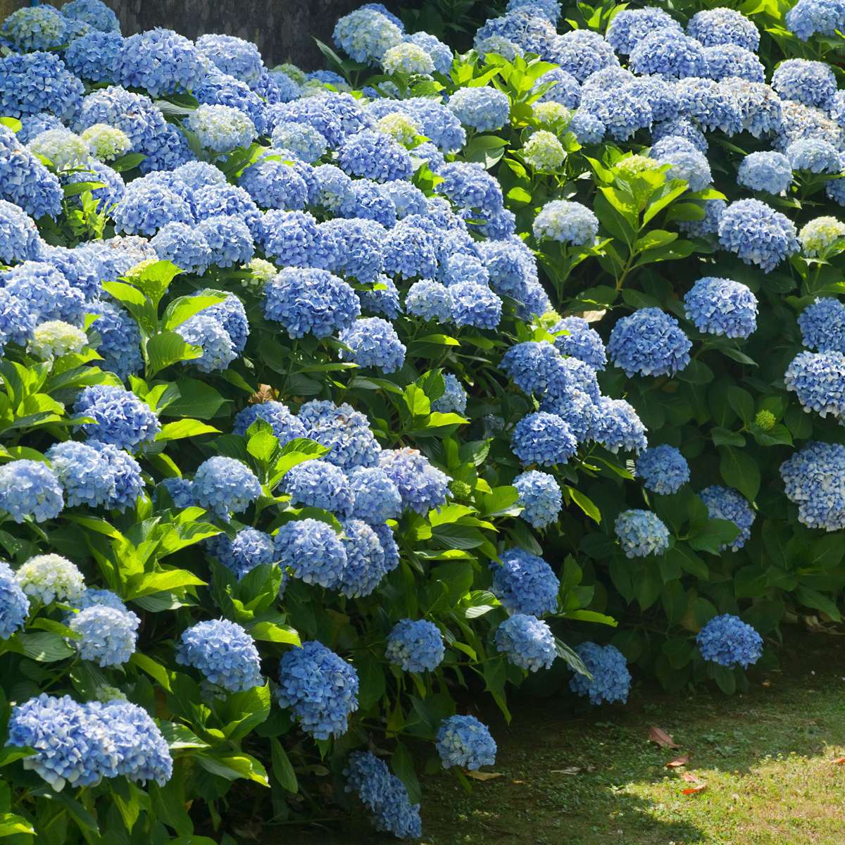 Hortensia - 6 pcs. - Hydrangea macrophylla - Height 25-40cm - ⌀9cm