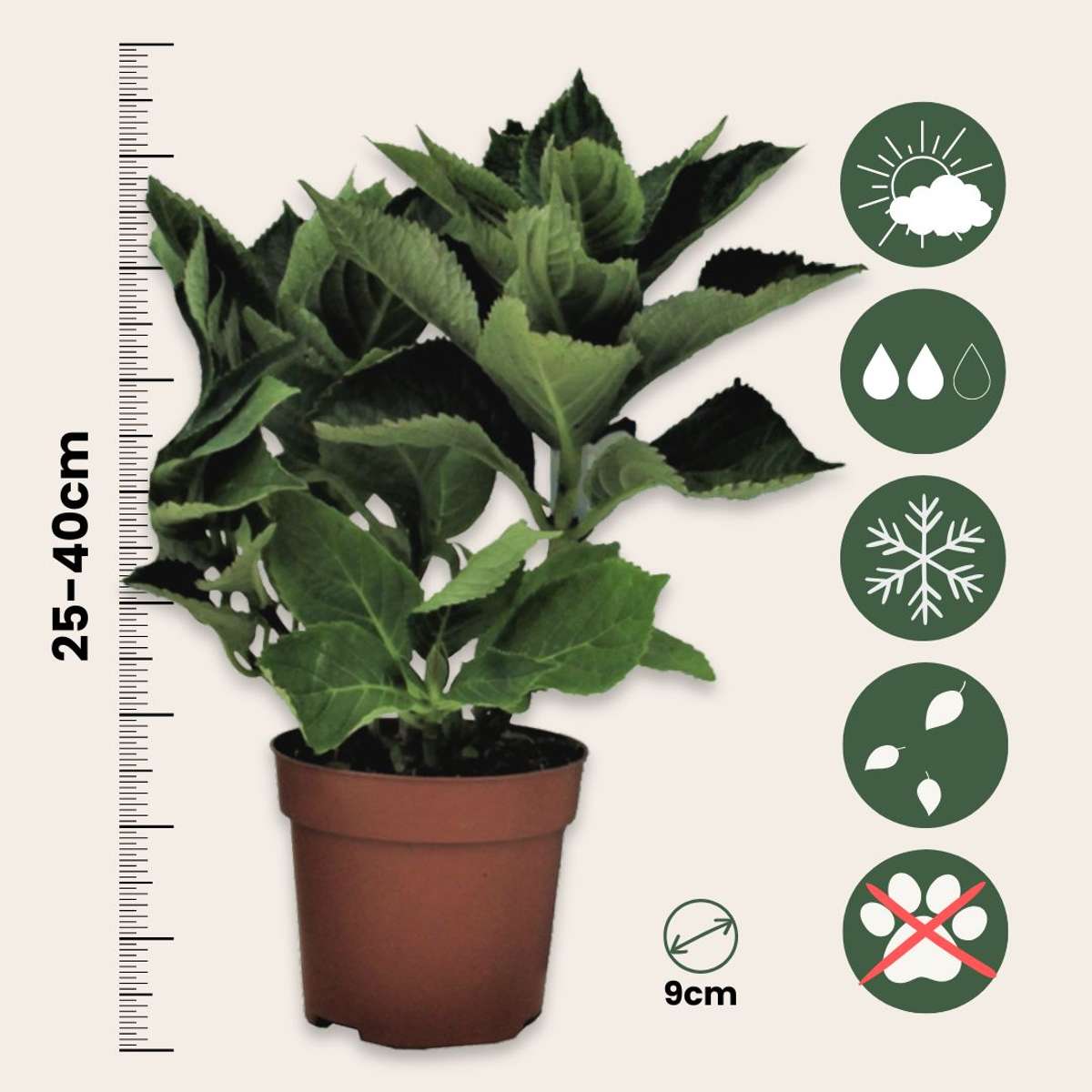 Hortensia - 6 pcs. - Hydrangea macrophylla - Height 25-40cm - ⌀9cm