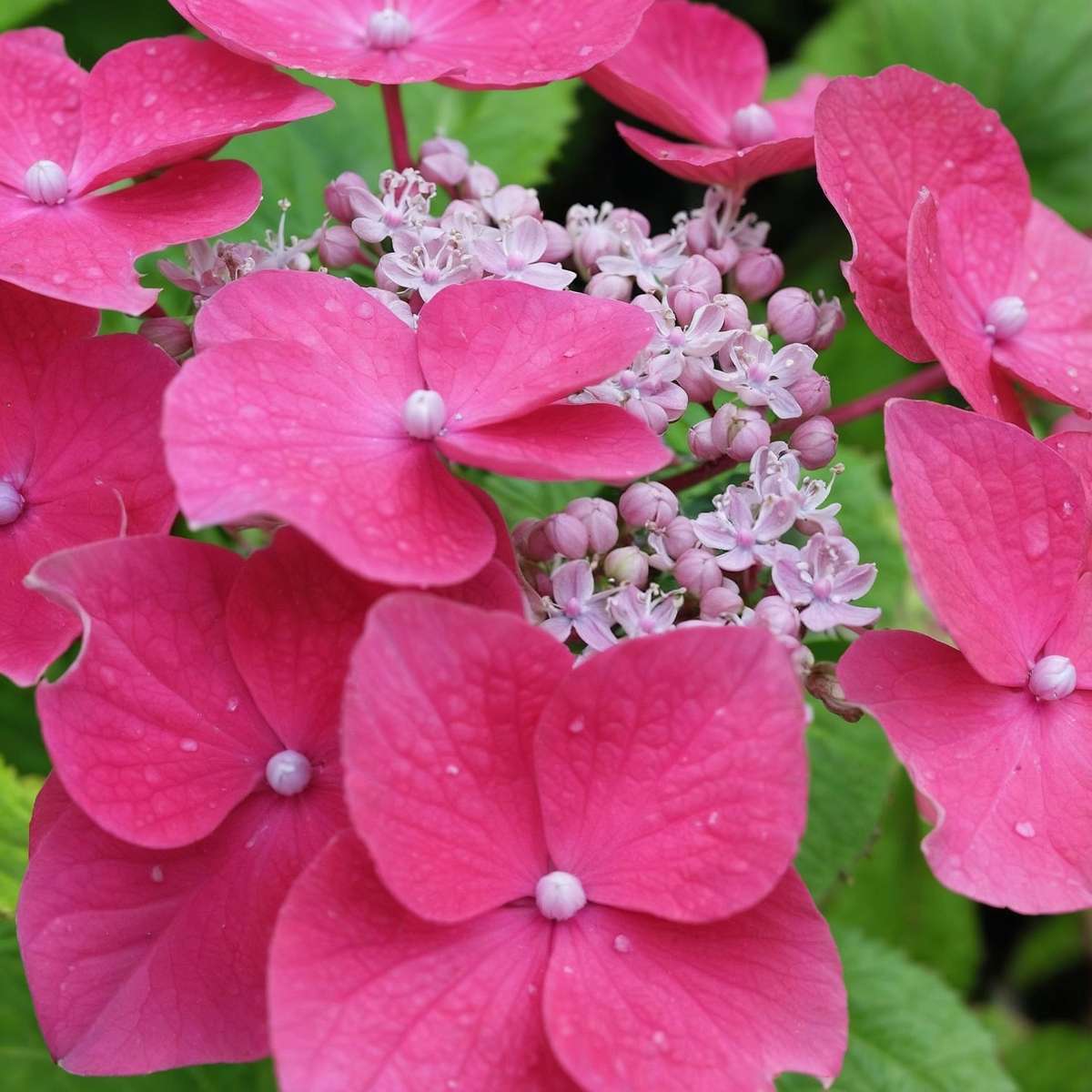 Hortensia - 6 pcs. - Hydrangea macrophylla - Height 25-40cm - ⌀9cm