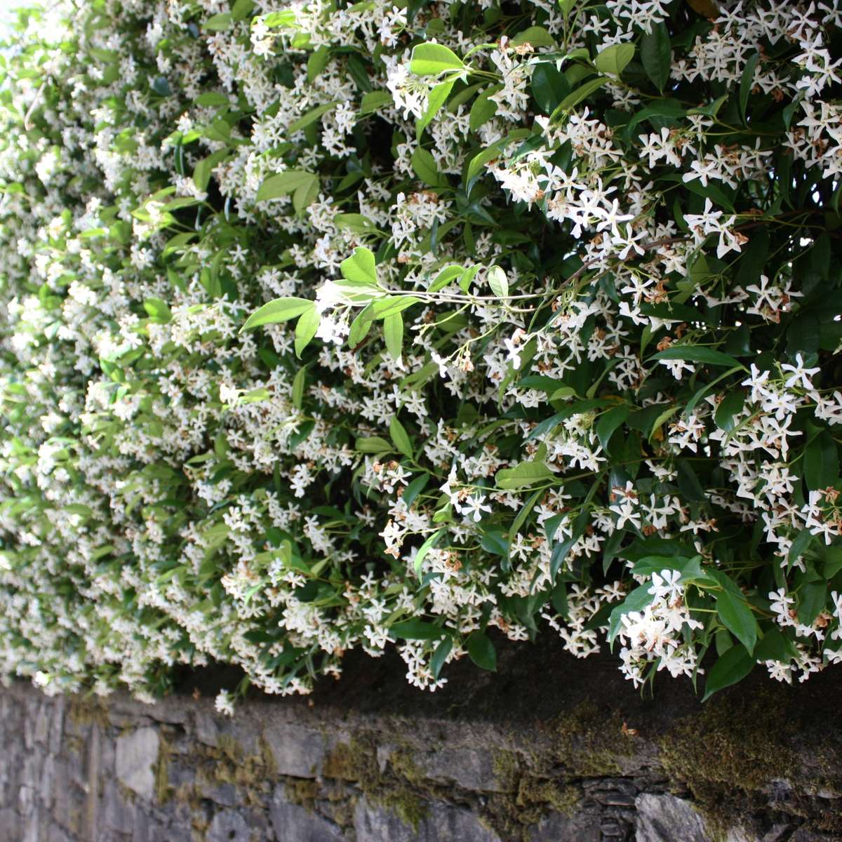 Star of Jasmine - 3 pcs. - Trachelospermum jasminoides - Height 25-40cm - ⌀9cm