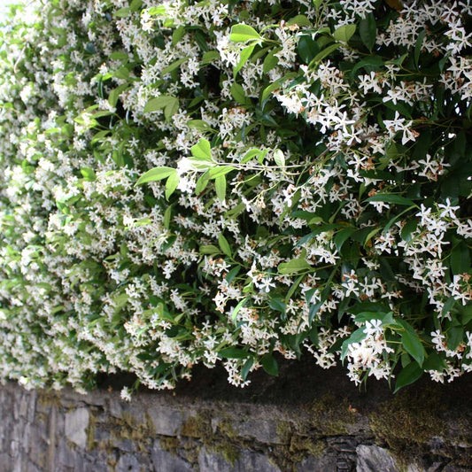 Star of Jasmine - 3 pcs. - Trachelospermum jasminoides - Height 25-40cm - ⌀9cm